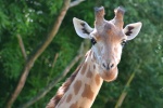 Faune_svg_ailleurs_2_sj_wb.jpg