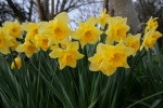 Fleurs1 Affiche-r.jpg