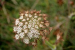 IMG_3774-r.jpg