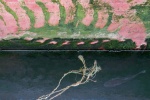 DSC05376 harmonie1-r.jpg