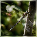Macro-01-r.jpg