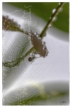 Macro-02-r.jpg