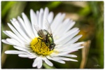 Macro-03-r.jpg