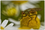 Macro-05-r.jpg