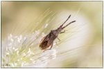 Macro-06-r.jpg