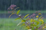 SOAZ Pluie 1.jpg