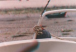 197.jpg