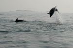 dsc_0062_wb.jpg