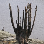 drennec07_pierre2.jpg