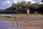 canards_Tanah-Lot.jpg