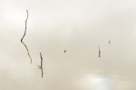 PluieImages2010_13.jpg