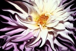 PluieImages2010_15.jpg