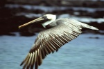 pelican3.jpg
