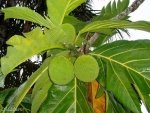guyane-14.jpg