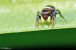 Mars-23-macro-13-Wb.jpg