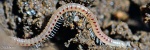 mars-2-macro-2012-31-Wb.jpg