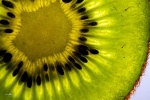soleil-vert-Wb.jpg