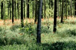 punta_di_vista01.JPG