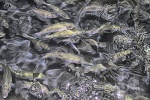 cedre_fk-05_Web.jpg