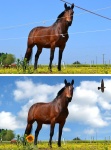 Cheval_1_x2_Wb.jpg