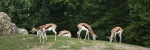 Faune_svg_ailleurs_1_pj_wb.jpg