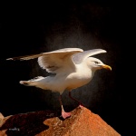 Faune_svg_ici_5_fk_wb.jpg