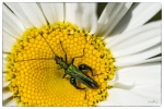 macro-insecte_MG_1441.JPG