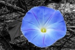 Bleu_CT-17.jpg