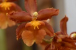 Canopee_MM_01.JPG