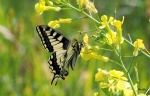 Mireille_Le-papillon-r.jpg