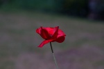 Proxi-jardin_Sylvain-5-r.jpg