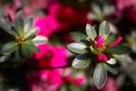ProxyJardin_PiJ_03-r.jpg